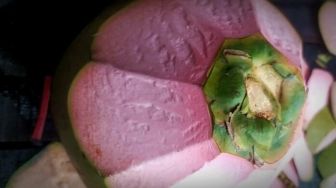 Kelapa Berwarna Merah Muda Ini Bisa Bikin Awet Muda hingga Turunkan Berat Badan